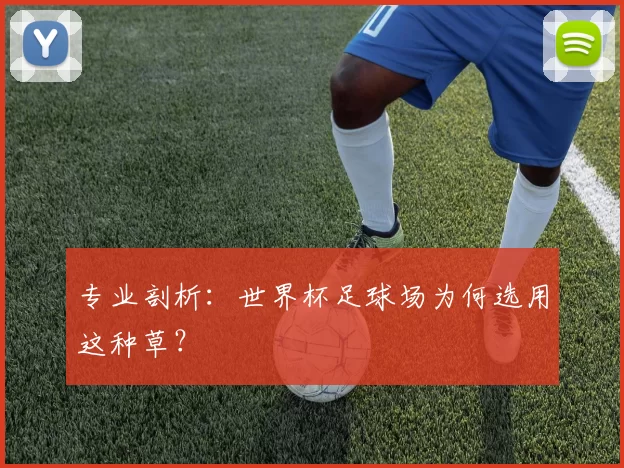 专业剖析：世界杯足球场为何选用这种草？