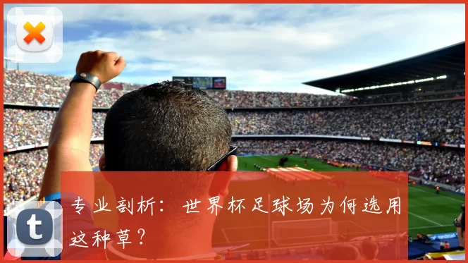 专业剖析：世界杯足球场为何选用这种草？